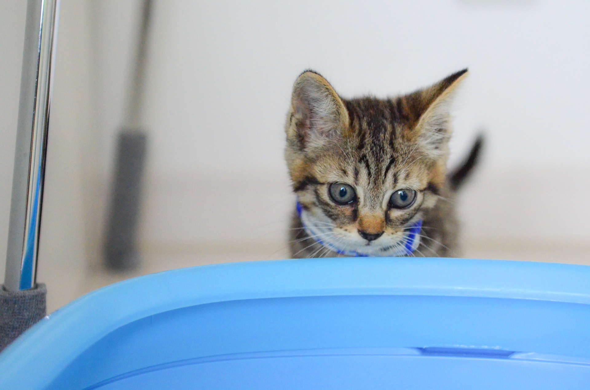 子猫が来た初日はトイレしないことも！猫にトイレを教える方法